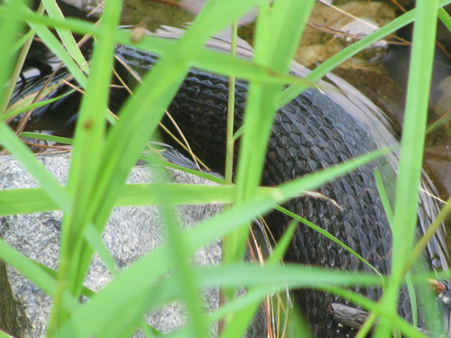 Northern Water Snake