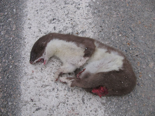 Short-tailed Weasel