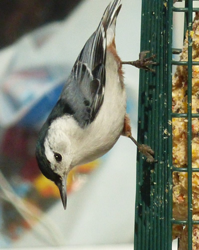 White-breasted Nuthatch