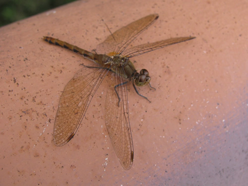 White-faced Meadowhawk Dragonfly