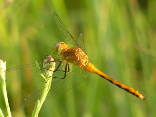 White-faced Meadowhawk Dragonfly