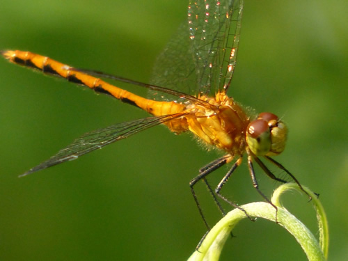 White-faced Meadowhawk Dragonfly