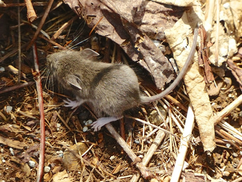 White-footed Mouse