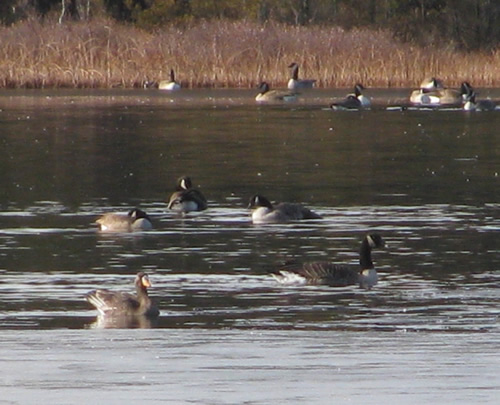 Greater White-fronted Goose