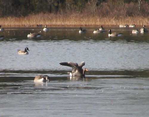 Greater White-fronted Goose