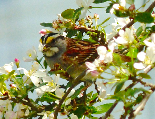 White-throated Sparrow