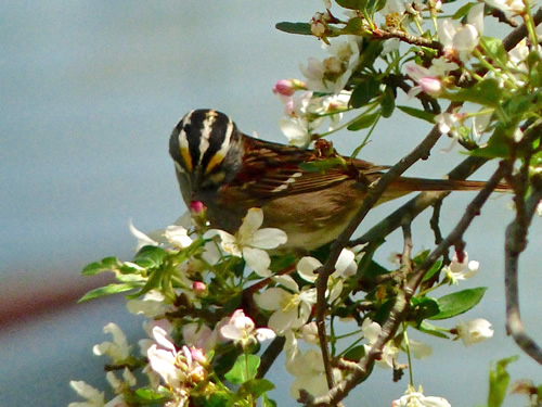 White-throated Sparrow