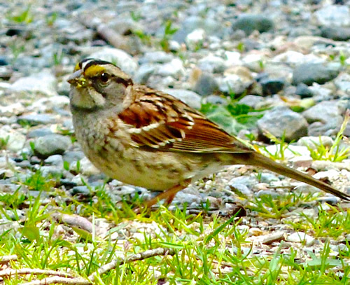 White-throated Sparrow