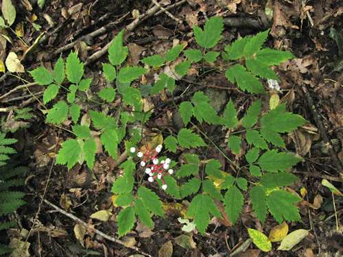 White Baneberry