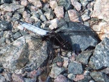 White Corporal Dragonfly