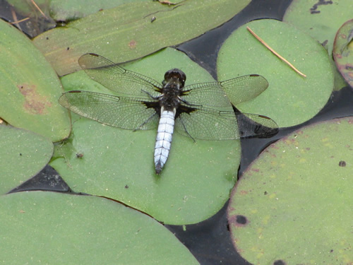 White corporal Dragonfly