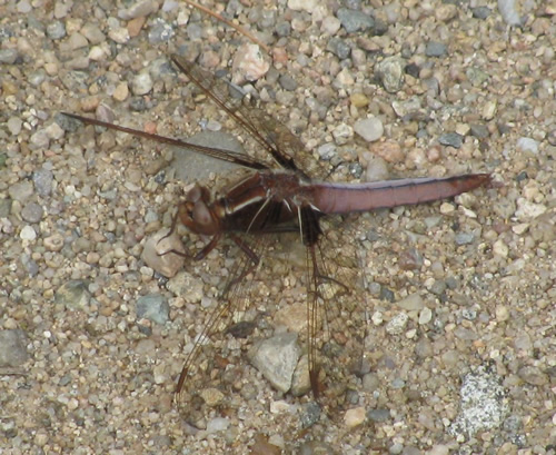 White corporal Dragonfly (Female)