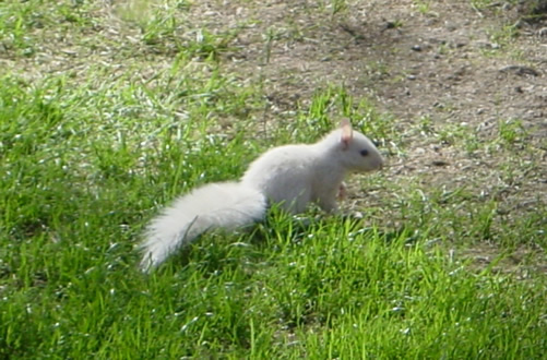 White Squirrel
