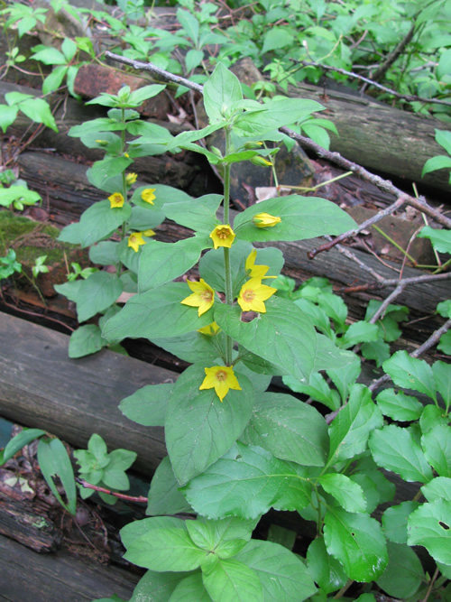 Whorled Loosestrife