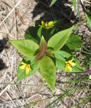 Whorled Loosestrife