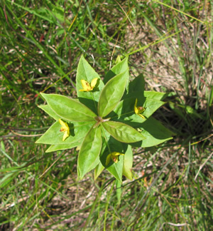 Whorled Loosestrife