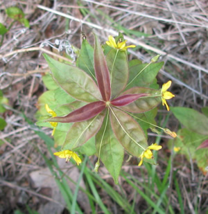 Whorled Loosestrife