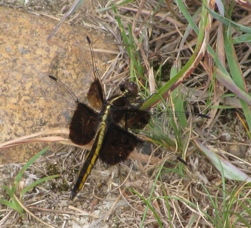 Widow Skimmer Dragonfly