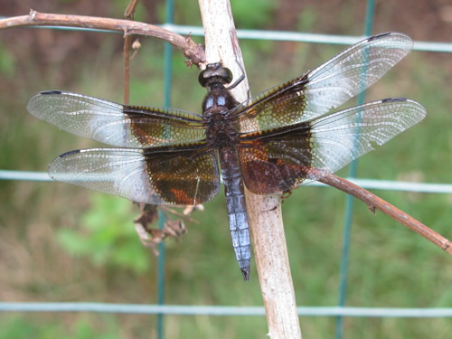 Widow Skimmer Dragonfly