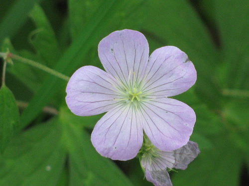 Wild Geranium