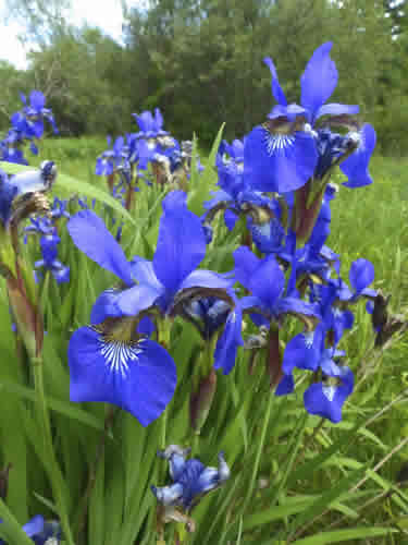 Wild Iris