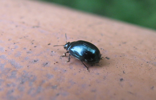 Willow Leaf Beetle