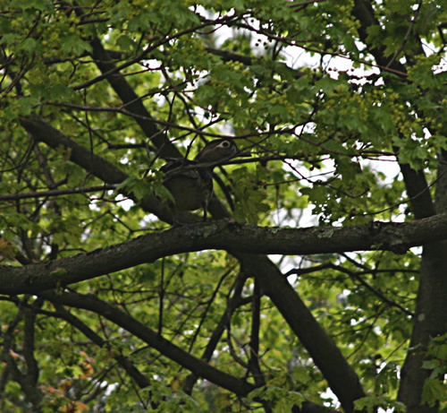 Wood Duck