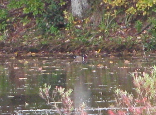 Wood Duck