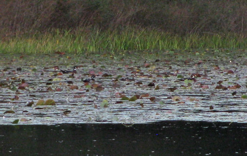 Wood Duck