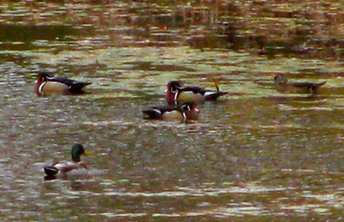 Wood Ducks