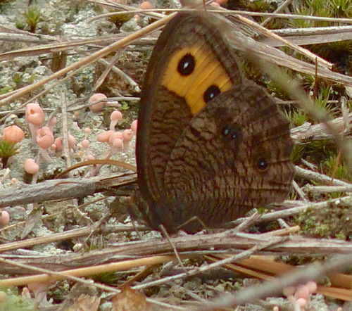 Wood Nymph Butterfly