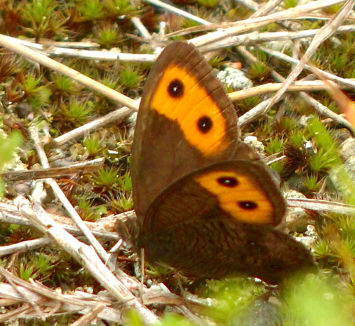 Wood Nymph Butterfly