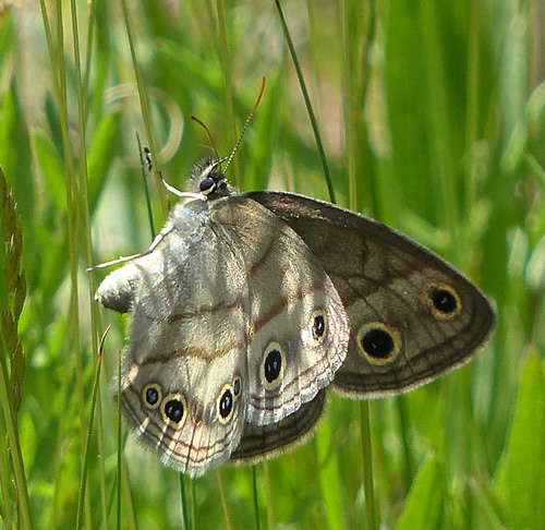 Wood Satyr Butterfly