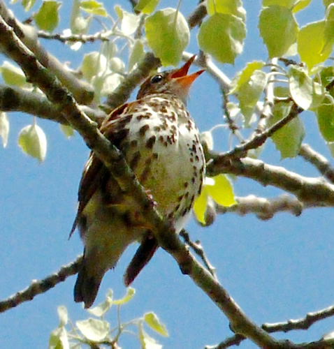 Wood Thrush