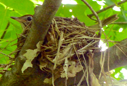 Wood Thrush