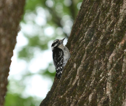 Downy Woodpecker