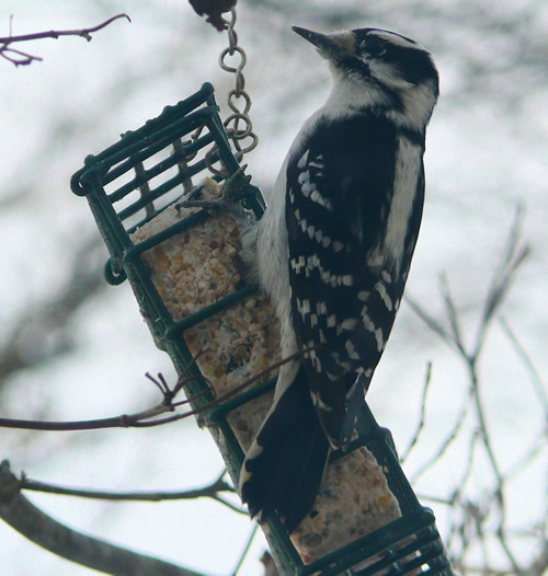 Downy Woodpecker