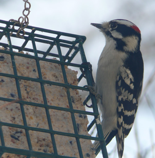 Downy Woodpecker