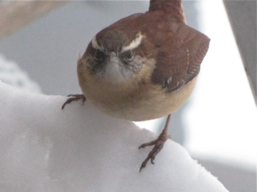 Carolina Wren