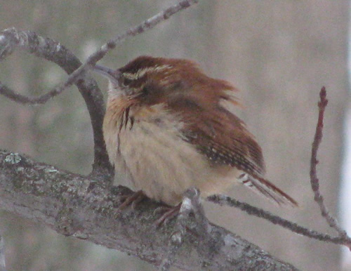 Carolina Wren