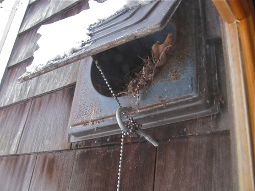 Carolina Wren