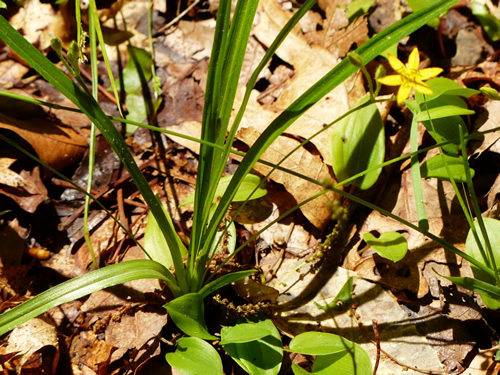 Yellow Star-grass