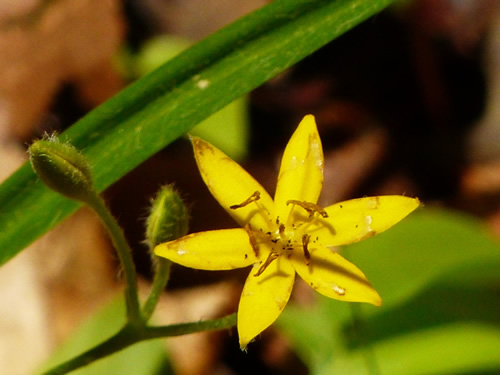 Yellow Star-grass