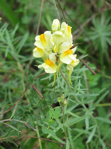 Yellow Toadflax