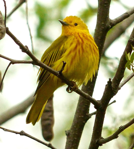 Yellow Warbler