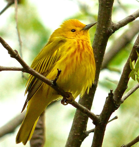 Yellow Warbler