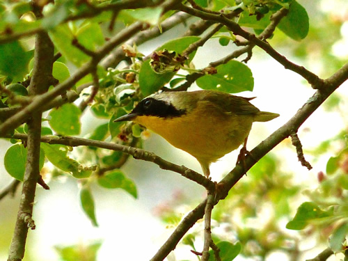 Common Yellowthroat