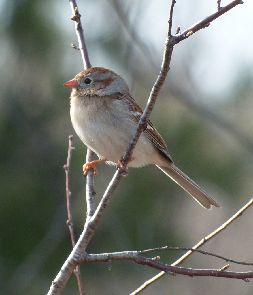 FieldSparrow