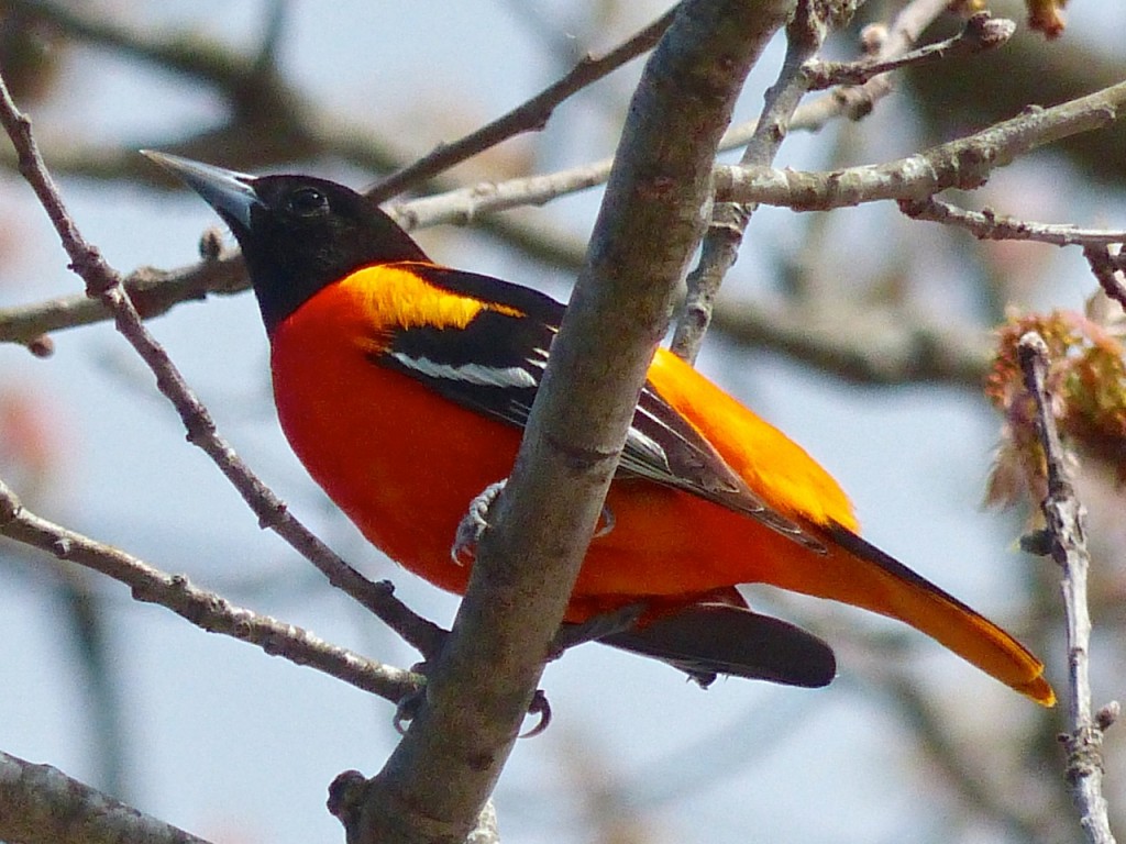 Oriole