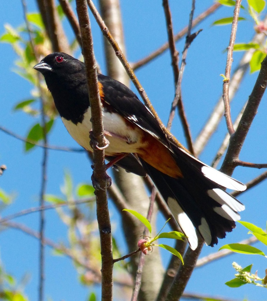 Towhee